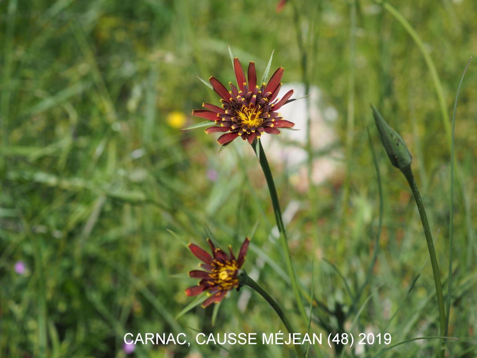 Salsify